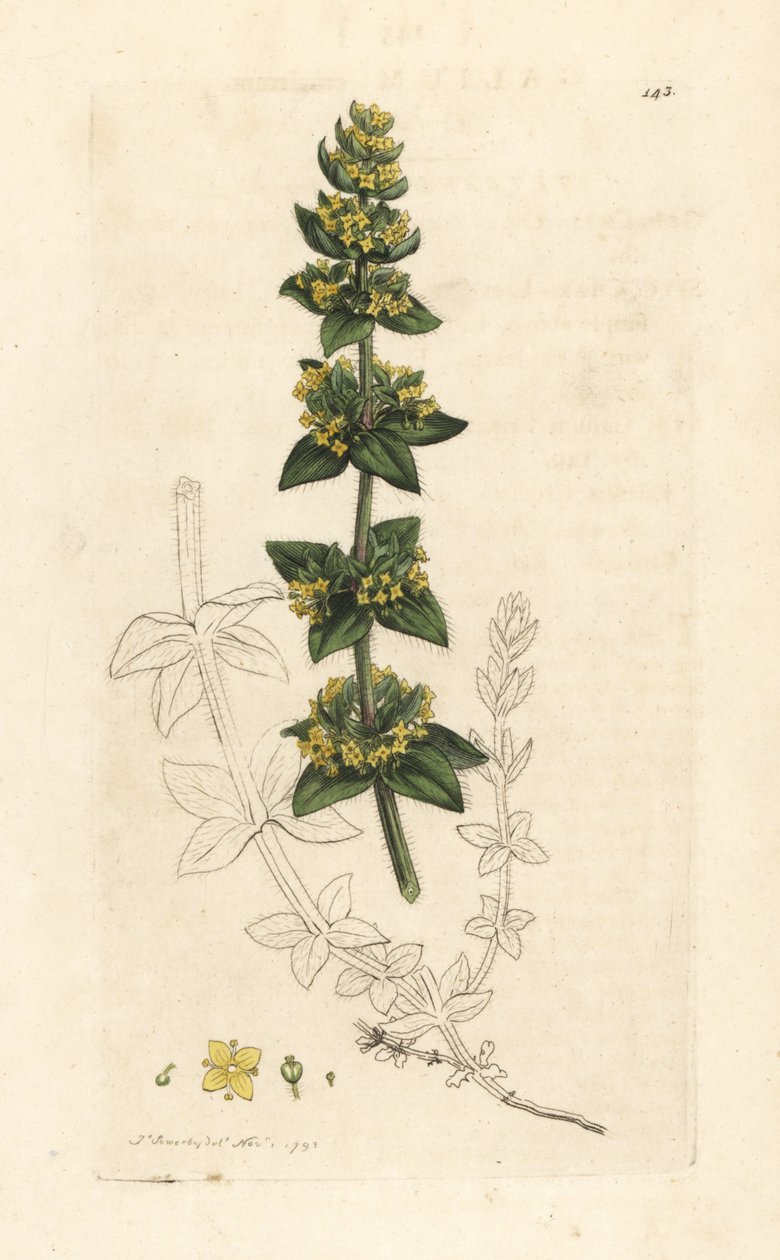 Crosswort ou liso, Cruciata laevipes (Galium cruciatum). Gravura em chapa de cobre colorida à mão depois de uma ilustração de James Sowerby, de James Smith