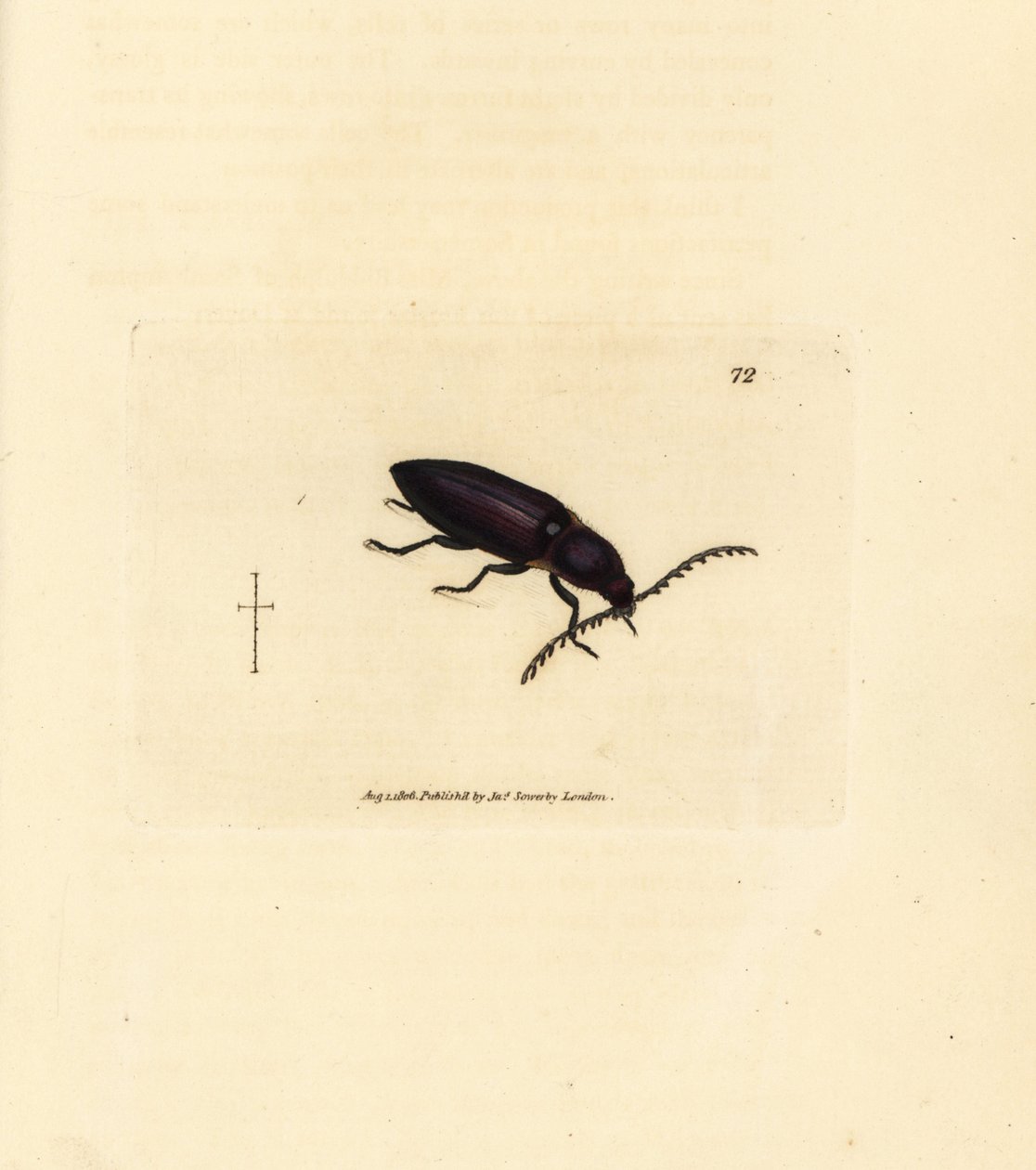 Ctenicera cuprea beetle (Elater chalybeus). Gravura em chapa de cobre colorida à mão por James Sowerby de The British Miscellany, ou figuras coloridas de novos, raros, ou pouco conhecidos sujeitos animais. de James Sowerby
