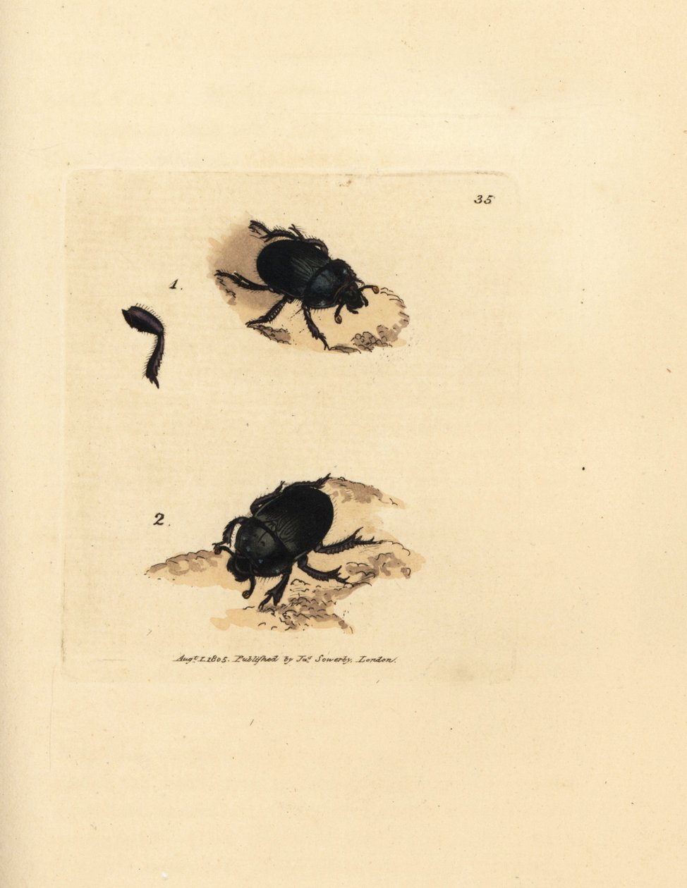 Escaravelho dór ou escaravelho de terra, Geotrupes puncticollis (Scarabaeus spiniger). Gravura em chapa de cobre colorida à mão por James Sowerby de The British Miscellany, ou figuras coloridas de novos, raros, ou pouco conhecidos sujeitos animais. de James Sowerby