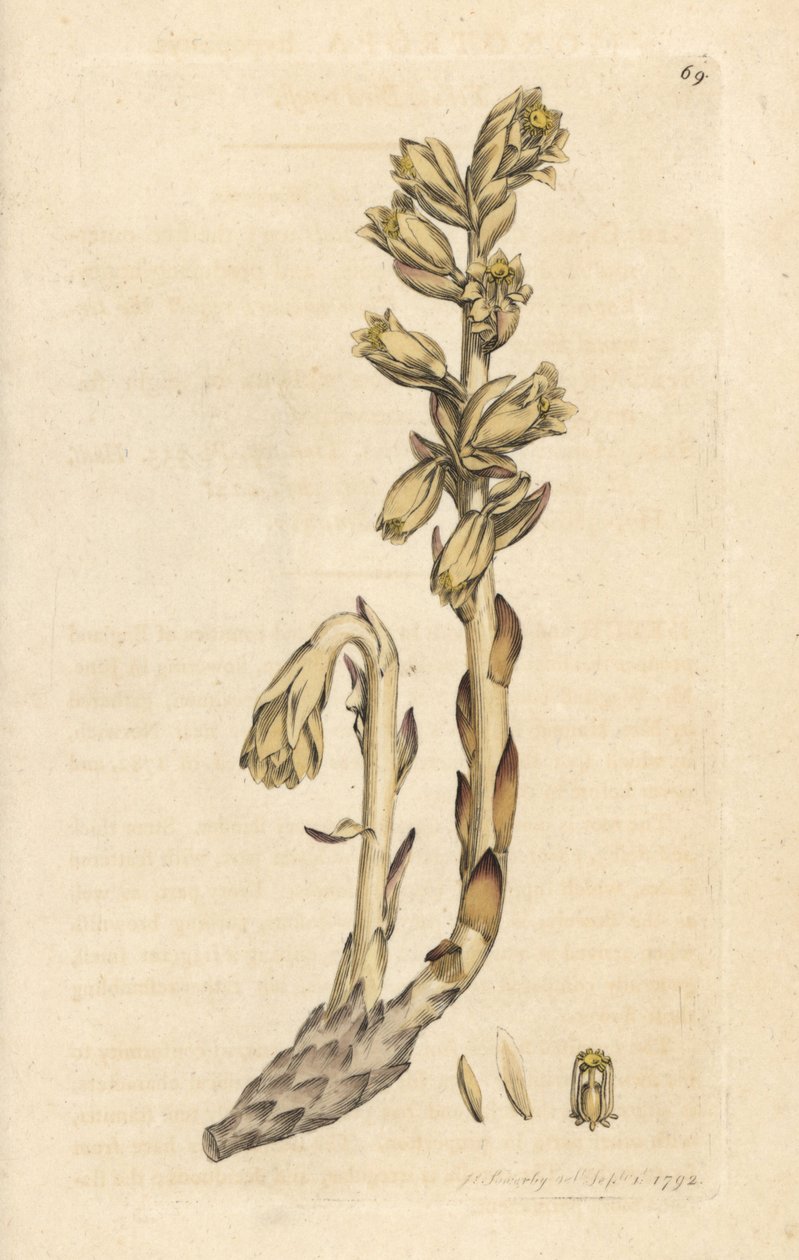 Tubo holandês, Hipopitys Monotropa (Ninho amarelo de pássaro, Hipopitys Monotropa) (Aristoloche) Gravação em chapa de cobre colorida à mão depois de uma ilustração de James Sowerby da botânica inglesa de James Smith, Londres de James Sowerby