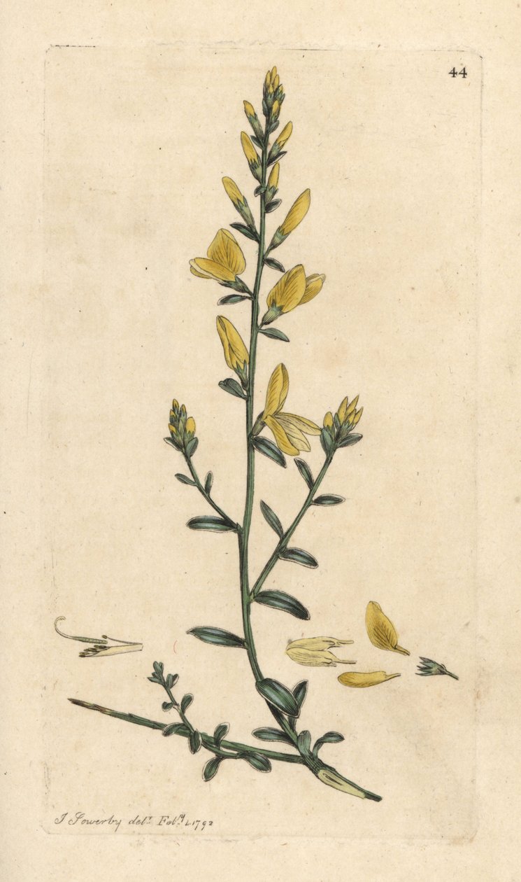 Vassoura de tintureiro ou erva verde de tintureiro, Genista tinctoria Gravura em chapa de cobre colorida à mão depois de uma ilustração de James Sowerby da Botânica Inglesa de James Smith, Londres de James Sowerby