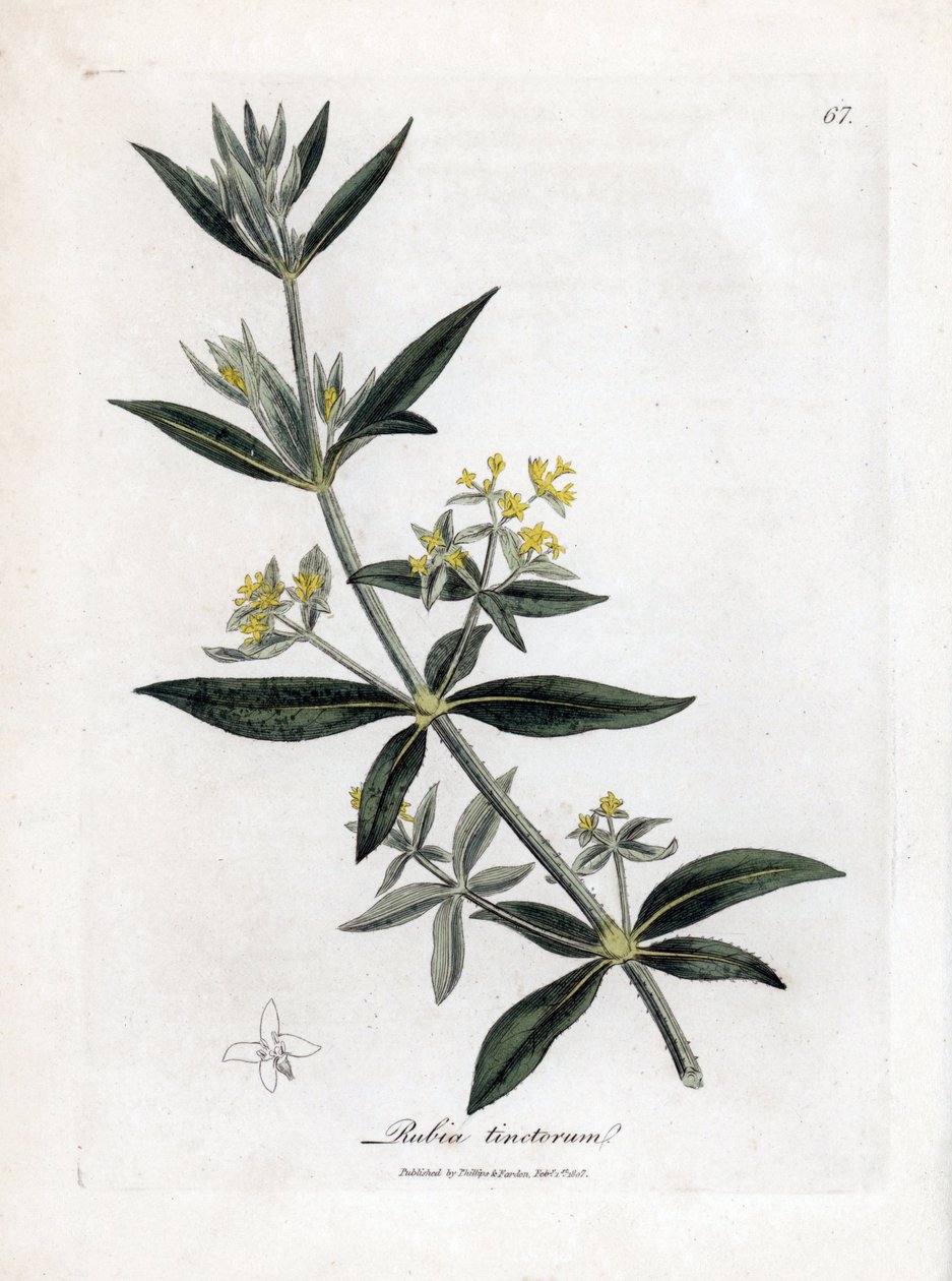 Dyer é mais louco, Rubia tinctorum. Gravura em chapa de cobre colorida à mão a partir de uma ilustração botânica de James Sowerby de William Woodville e "Medical Botany" de Sir William Jackson Hooker, John Bohn, Londres de James Sowerby