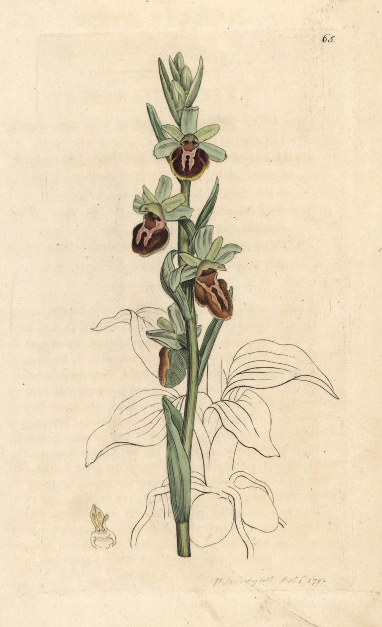 Orquídea aranha precoce, Ophrys sphegodes (Orquídea aranifera, Ophrys aranifera). Gravura em chapa de cobre colorida à mão depois de uma ilustração de James Sowerby, de James Smith
