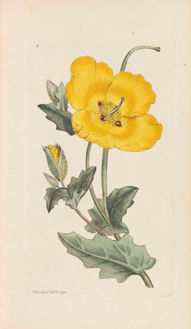 Botânica Inglesa, 1790-1800. de James Sowerby