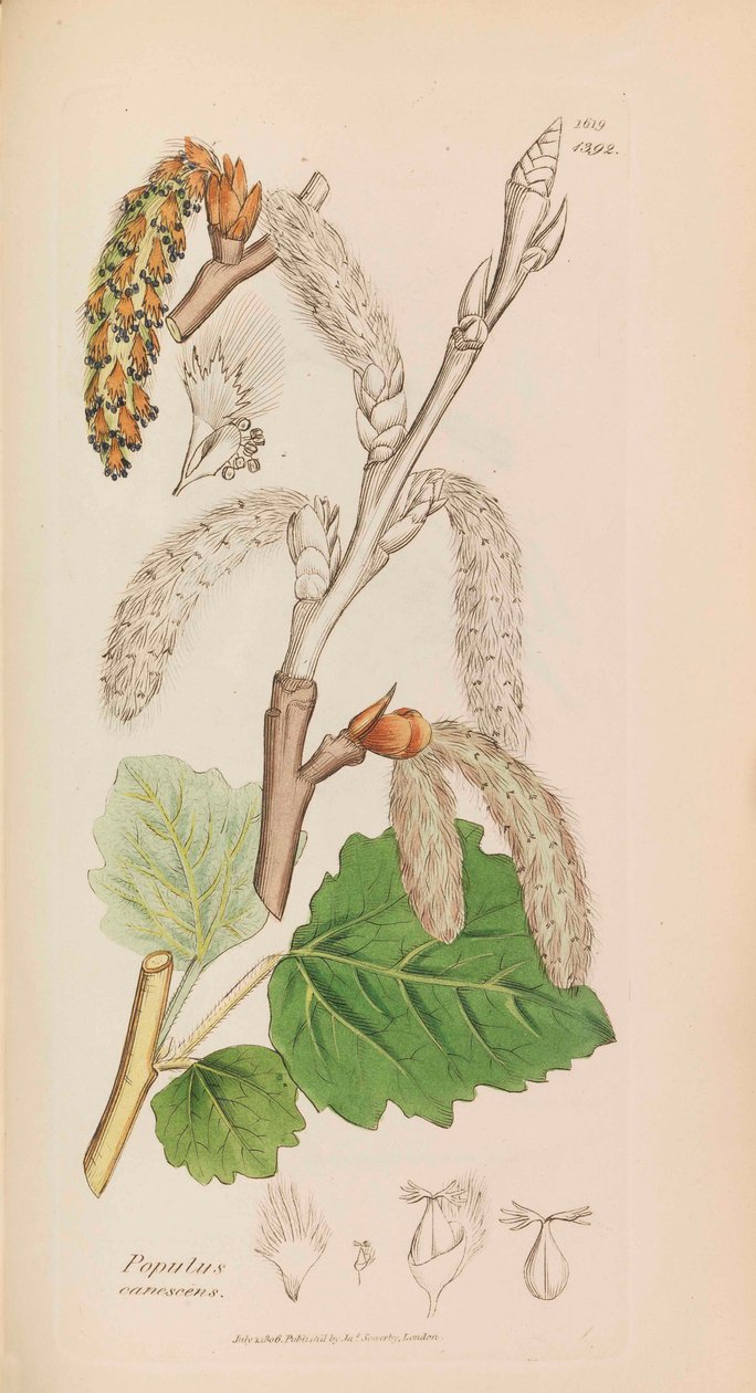 Botânica Inglesa, 1790-1800. de James Sowerby