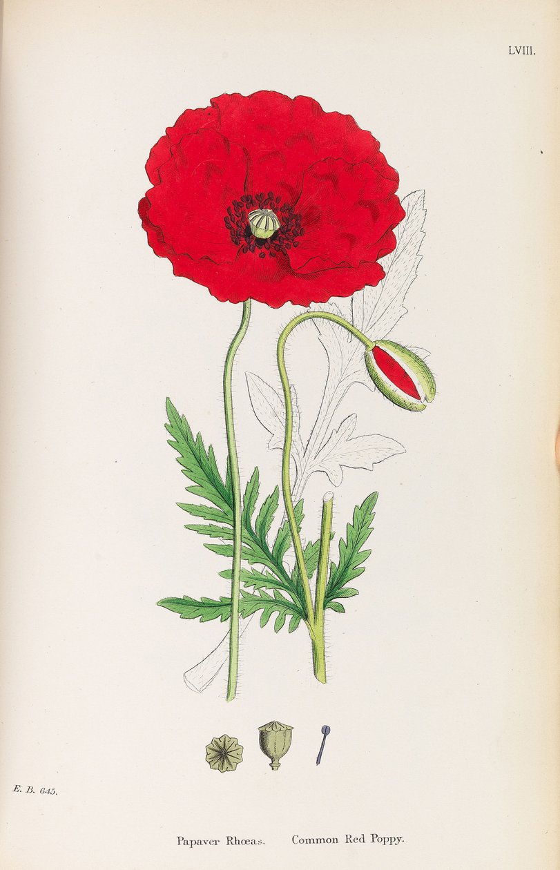 Botânica Inglesa, 1790-1800. de James Sowerby