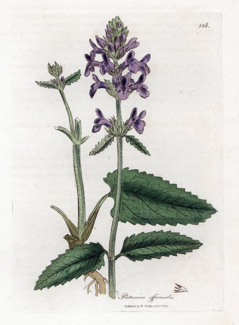 Epiary officinale ou betoine - Wood betony, Stachys officinalis. Gravura em chapa de cobre colorida à mão a partir de uma ilustração botânica de James Sowerby de William Woodville e "Medical Botany" de Sir William Jackson Hooker, John Bohn, Londres de James Sowerby