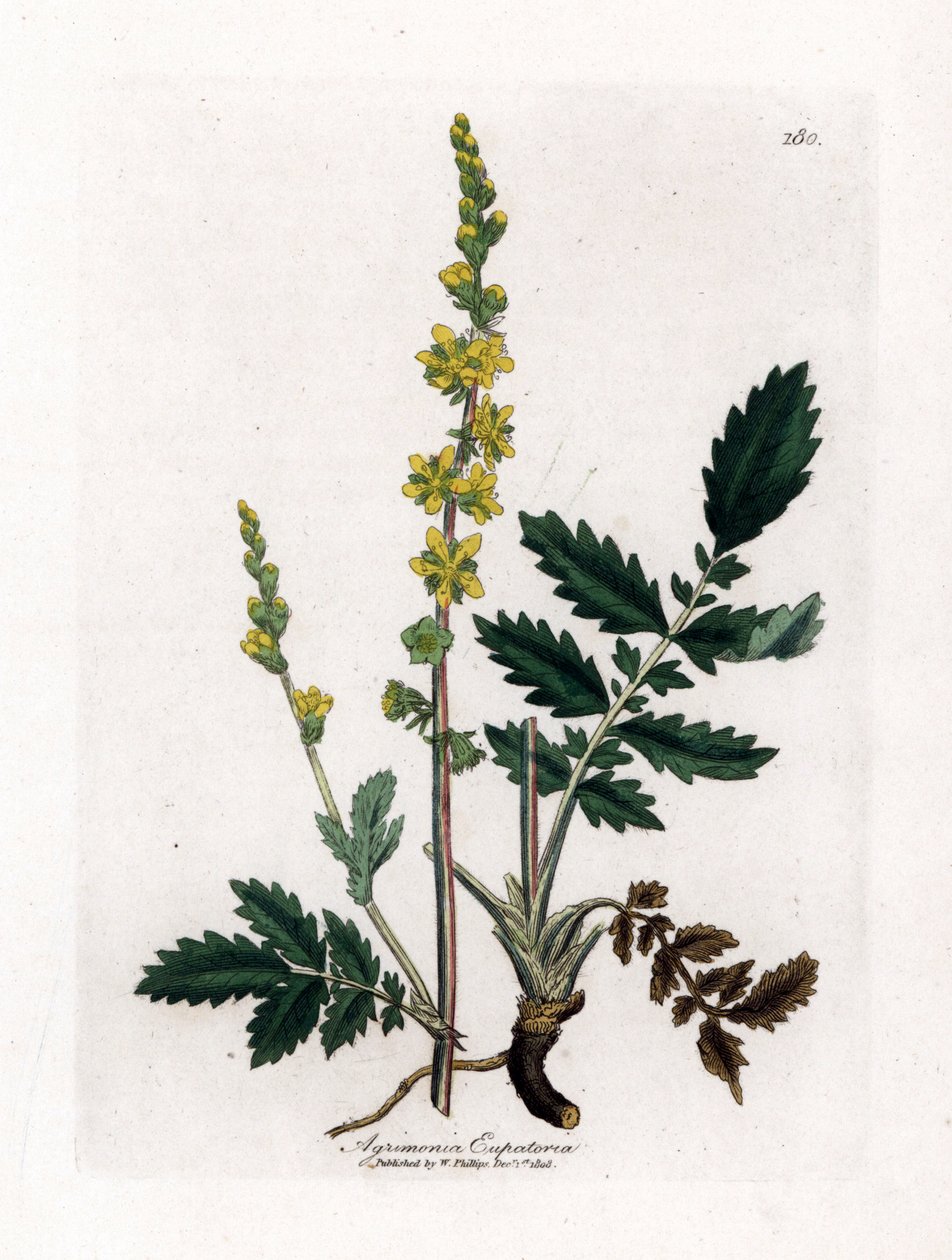 Eupatory sour - Agrimony, Agrimonia eupatoria. Gravura em chapa de cobre colorida à mão a partir de uma ilustração botânica de James Sowerby de William Woodville e Sir William Jackson Hooker