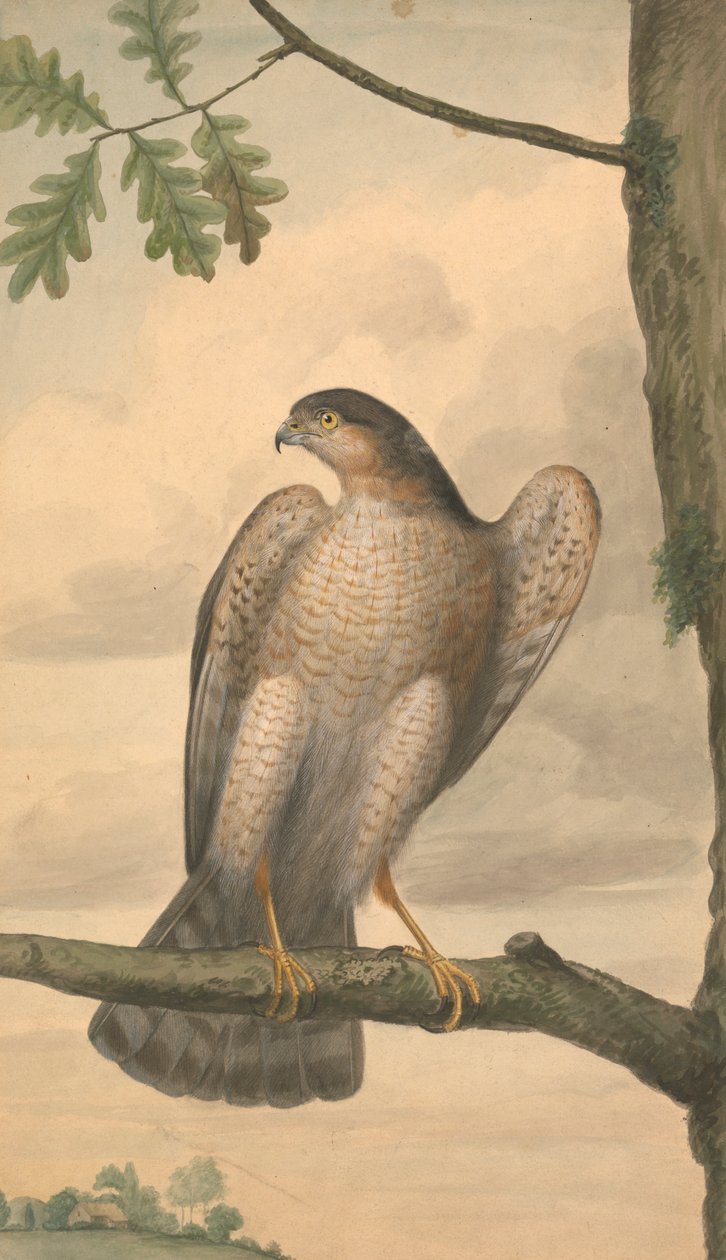 Gavião da Eurásia de James Sowerby