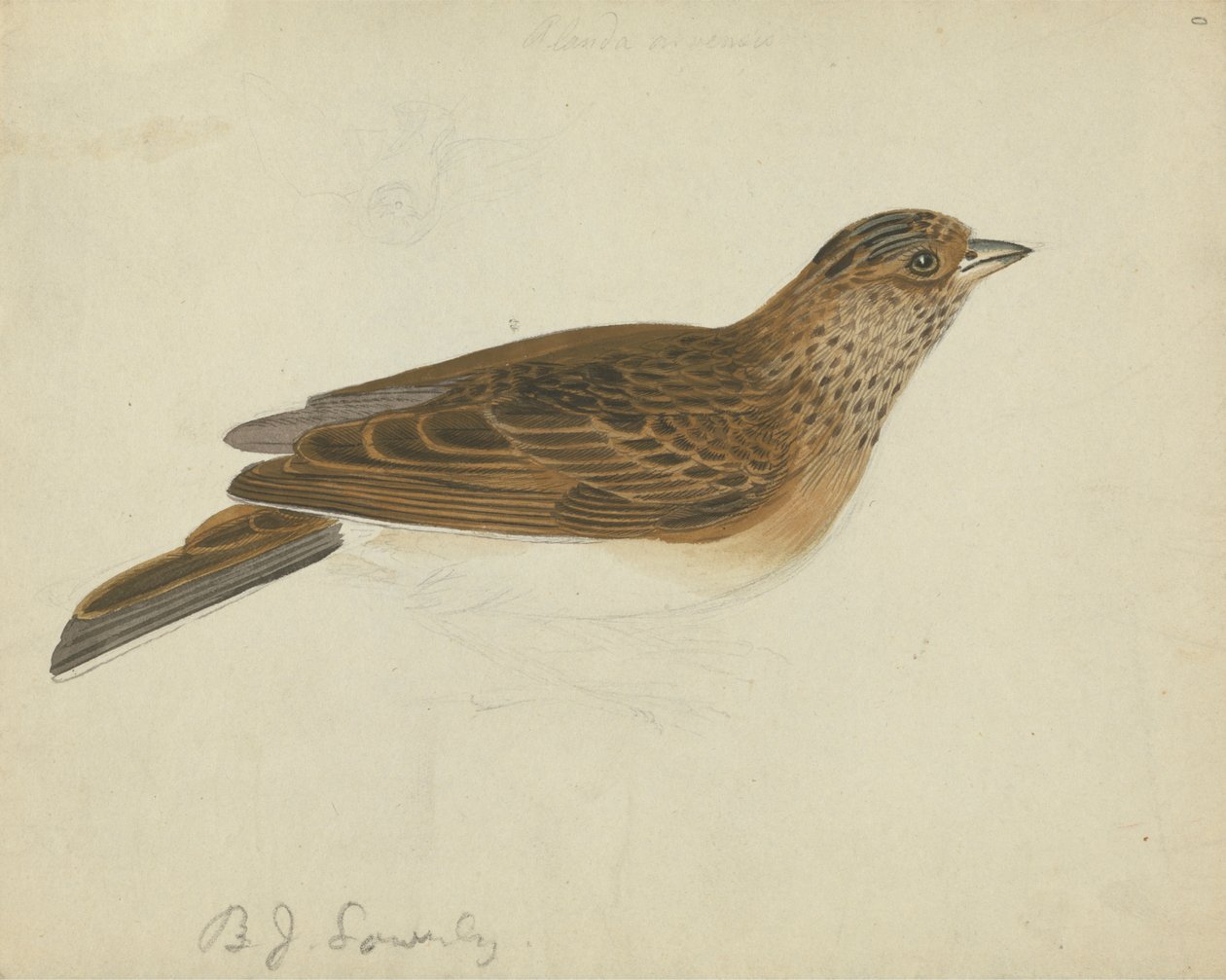 Clarabóia eurasiática de James Sowerby