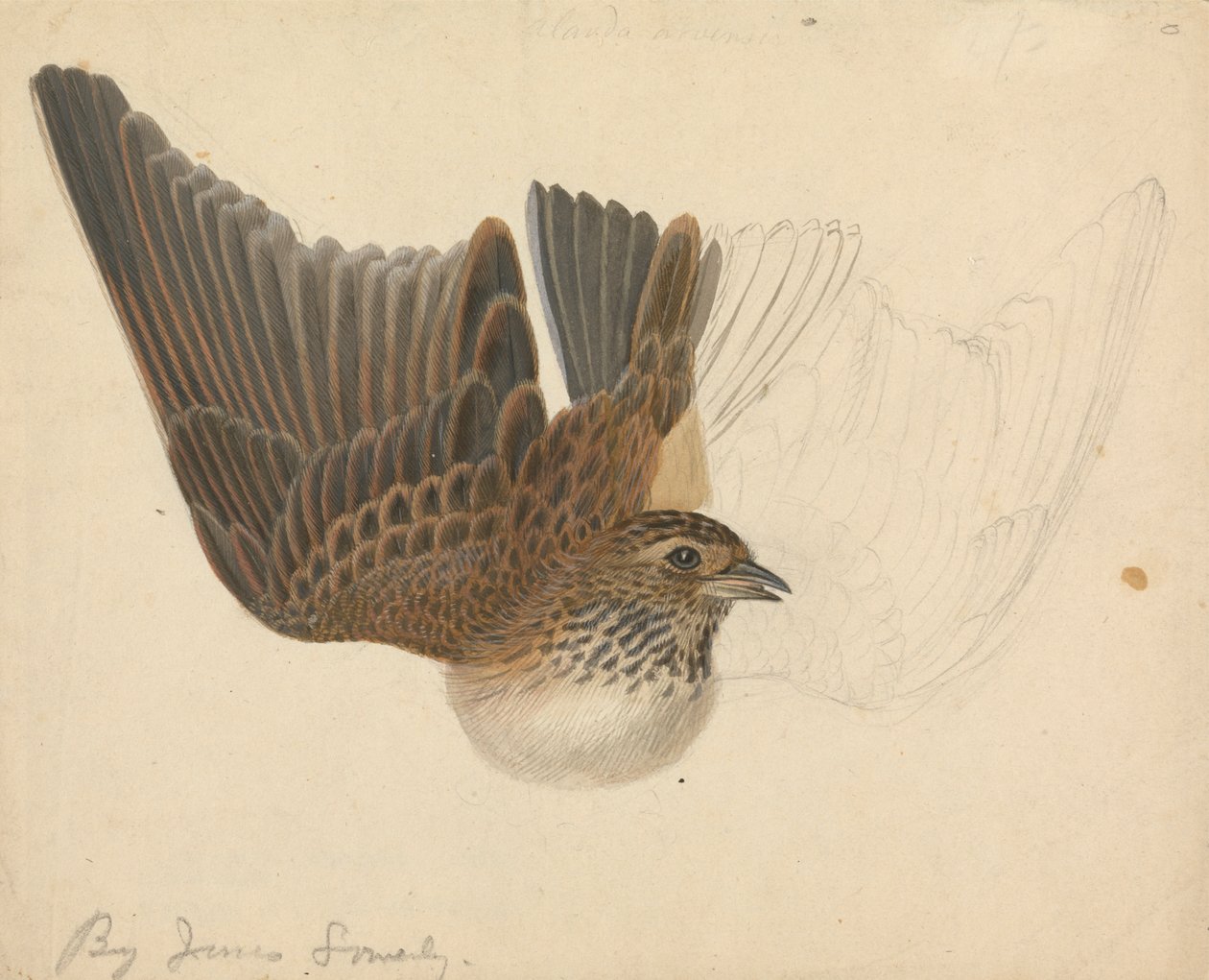 Clarabóia eurasiática de James Sowerby