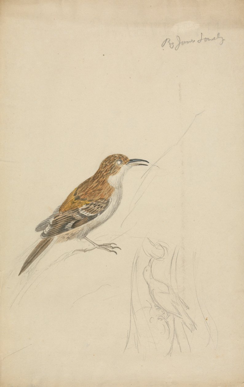 Treecreeper eurasiático de James Sowerby