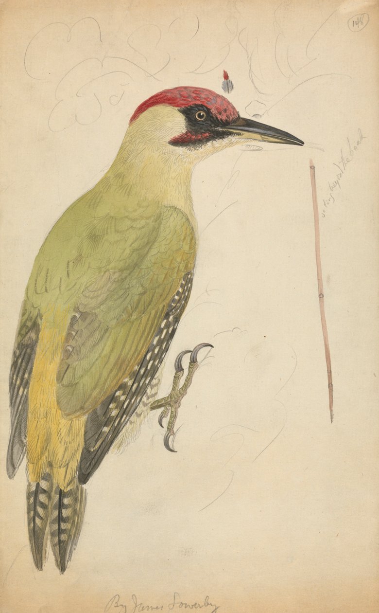 Pica-pau verde europeu de James Sowerby