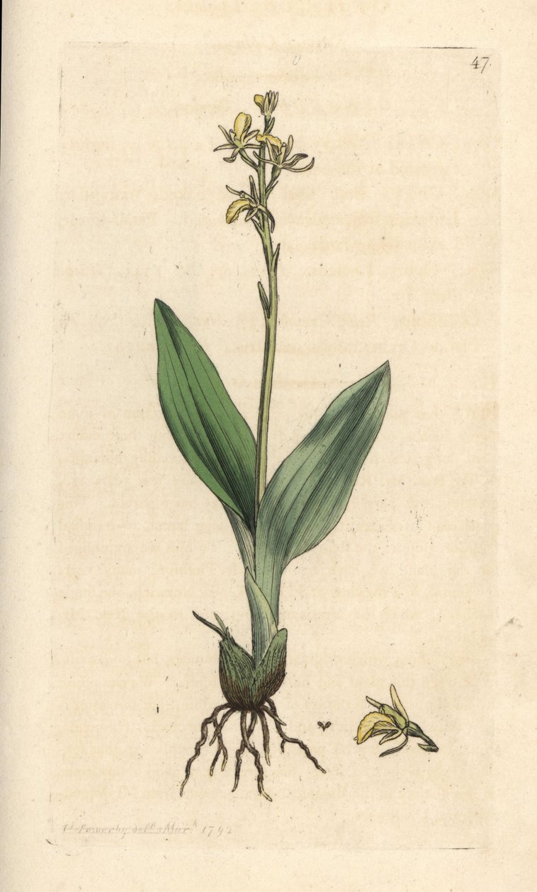 Fen orquídea, Liparis loeselii (Dwarf ophrys, Ophrys loeselii). Gravura em chapa de cobre colorida à mão depois de uma ilustração de James Sowerby, de James Smith