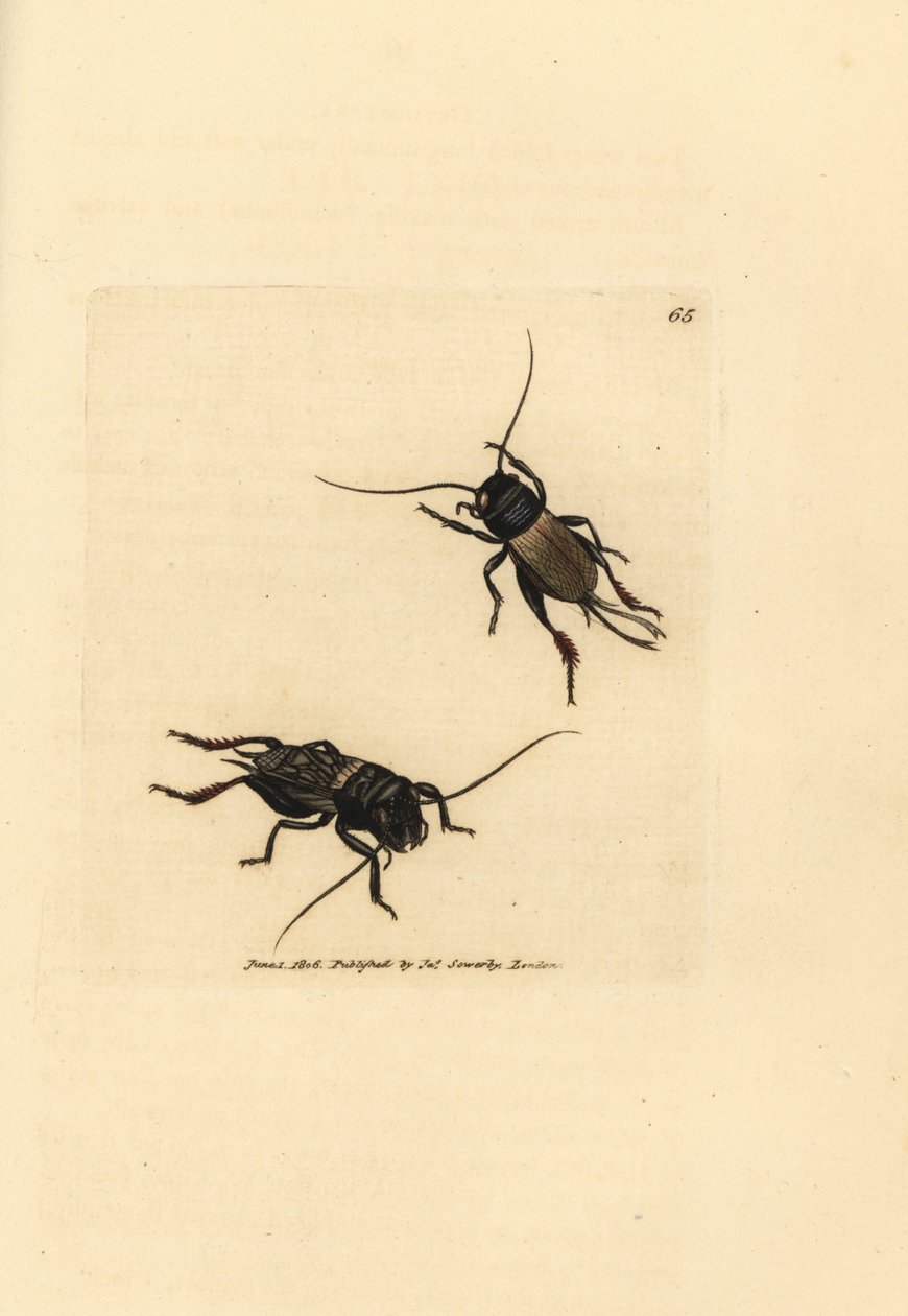 Field cricket, Gryllus campestris (Accheta campestris). Gravura em chapa de cobre colorida à mão por James Sowerby de The British Miscellany, ou figuras coloridas de novos, raros, ou pouco conhecidos sujeitos animais. de James Sowerby