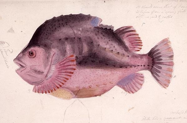 Peixe (aguarela sobre papel) de James Sowerby