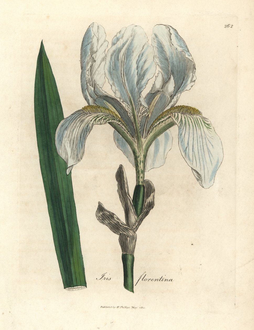 íris florentina, Iris florentina de James Sowerby