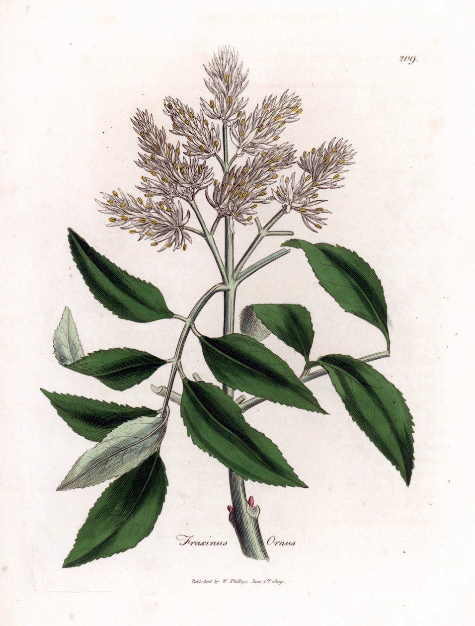 Árvore de freixo florido, Fraxinus ornus. Gravura em chapa de cobre colorida à mão a partir de uma ilustração botânica de James Sowerby de William Woodville e Sir William Jackson Hooker