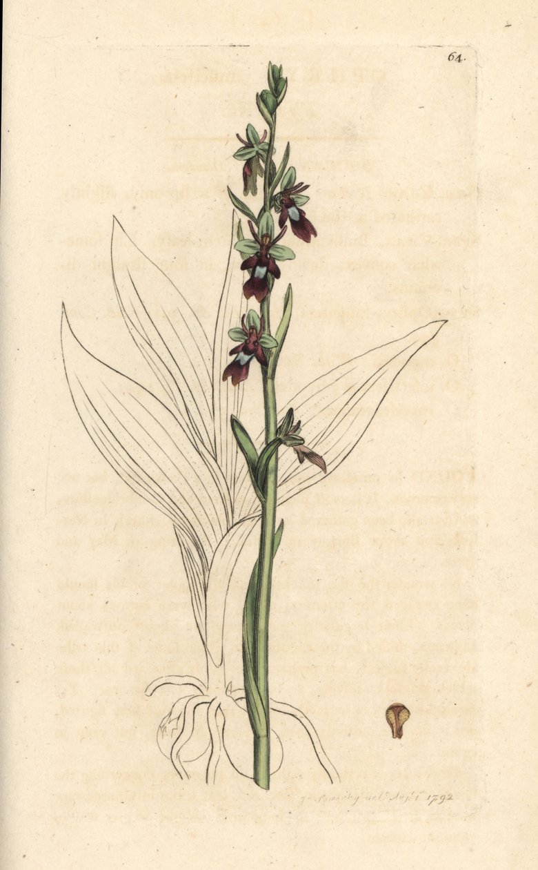 Orquídea mosca, Ophrys insectifera (Orquídea mosca, Ophrys muscifera). Gravura em chapa de cobre colorida à mão depois de uma ilustração de James Sowerby, de James Smith