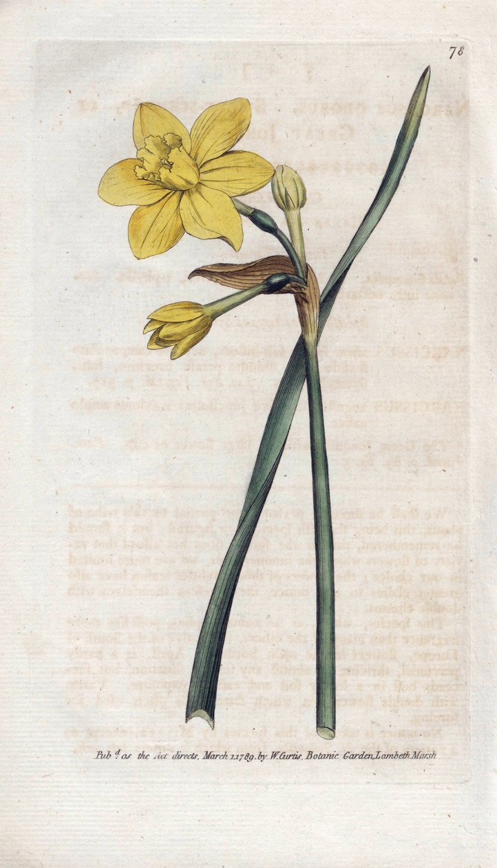 narciso perfumado ou narciso perfumado - Litografia de James Sowerby (1757-1822), da revista Botanical de William Curtis (1746-1799) de James Sowerby
