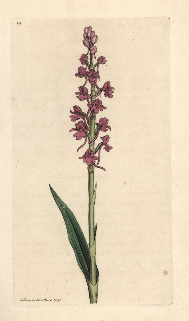 Orquídea perfumada, Gymnadenia conopsea (Orquídea aromática, Orchis conopsea). Gravura em chapa de cobre colorida à mão depois de uma ilustração de James Sowerby, de James Smith