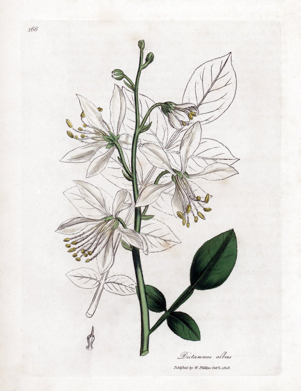 Fraxinelle - Fraxinella branca ou basard dittany, Dictamnus albus. Gravura em chapa de cobre colorida à mão a partir de uma ilustração botânica de James Sowerby de William Woodville e "Medical Botany" de Sir William Jackson Hooker, John Bohn, Londres de James Sowerby