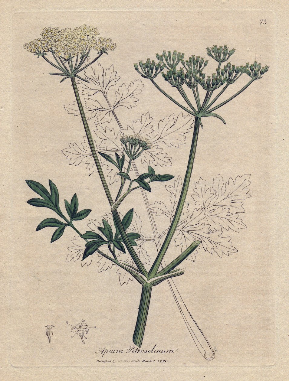 Salsa frita (Apium petroselinum). Gravura em cobre colorido à mão a partir de uma ilustração de James Sowerby. Excerto do livro de William Woodville e Sir William Jackson Hooker "Botanique medicinale" 1832. O incansável Sowerby (1757-1822) desenhou mais t de James Sowerby