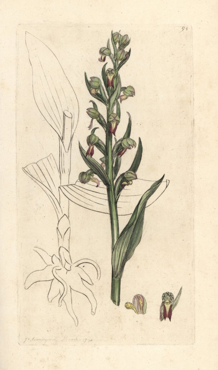 Orquídea sapo, Dactylorhiza viridis (satyrion ou orquídea sapo, Satyrium viride). Gravura em chapa de cobre colorida à mão depois de uma ilustração de James Sowerby, de James Smith