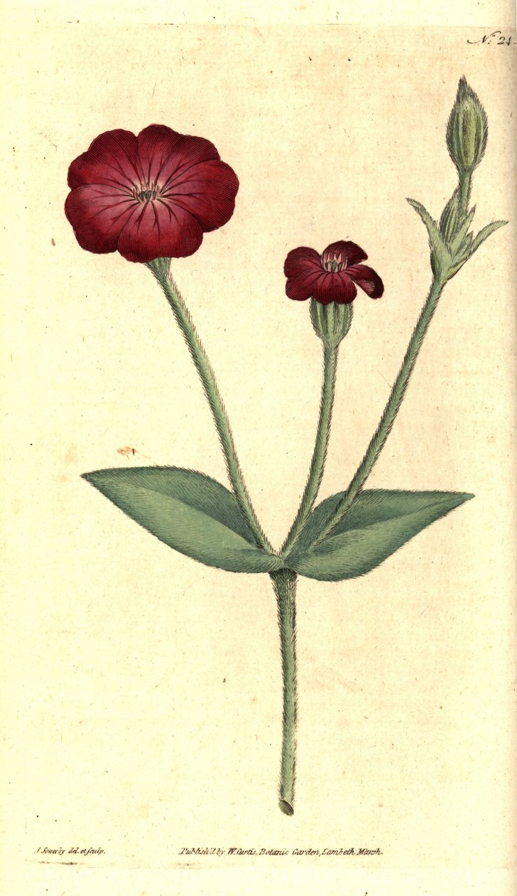 Papoila de Jardim - Campion rosa, Silene coronaria (Rock cockle ou campion, Agrostemma coronaria). Gravura e ilustração botânica de James Sowerby da revista The Botanical Magazine de William Curtis, Lambeth Marsh, Londres de James Sowerby