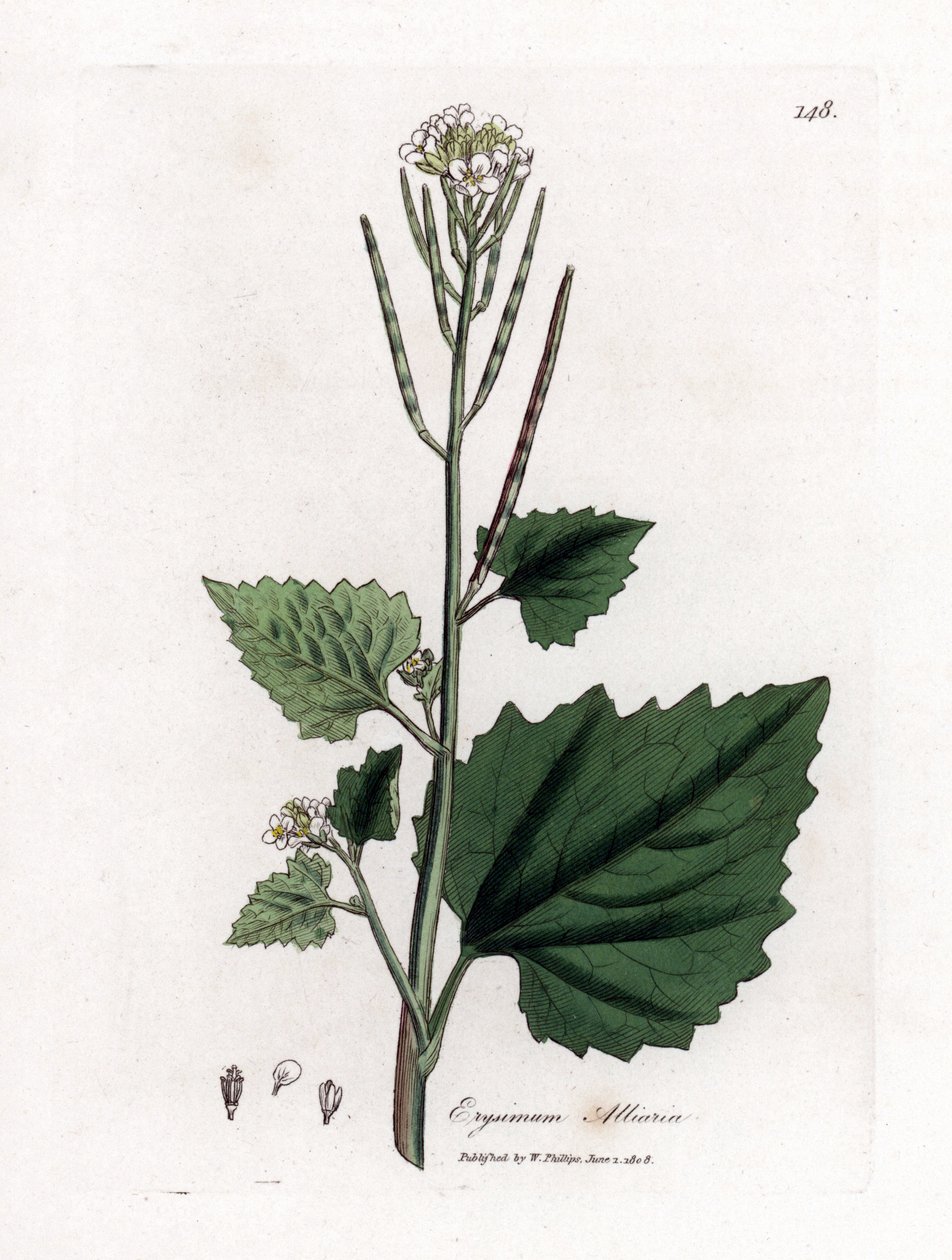 Mostarda de alho, Alliaria petiolata. Gravura em chapa de cobre colorida à mão a partir de uma ilustração botânica de James Sowerby de William Woodville e "Medical Botany" de Sir William Jackson Hooker, John Bohn, Londres de James Sowerby