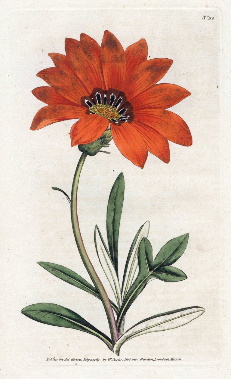 Gazania (gazania) íngreme - Litografia de James Sowerby (1757-1822), da revista botânica de William Curtis (1746-1799) de James Sowerby