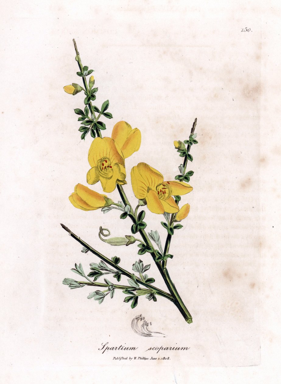 Genet a broom - Vassoura comum, Cytisus scoparius. Gravura em chapa de cobre colorida à mão a partir de uma ilustração botânica de James Sowerby de William Woodville e Sir William Jackson Hooker