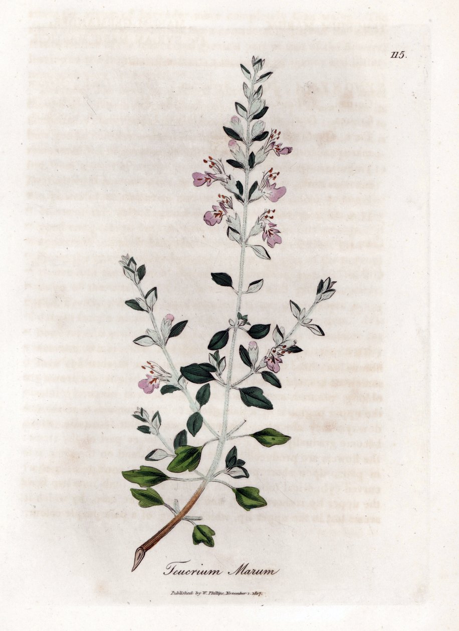 Germandree marum ou germandree de gatos - Tomilho de gato, Teucrium marum. Gravura em chapa de cobre colorida à mão a partir de uma ilustração botânica de James Sowerby de William Woodville e Sir William Jackson Hooker