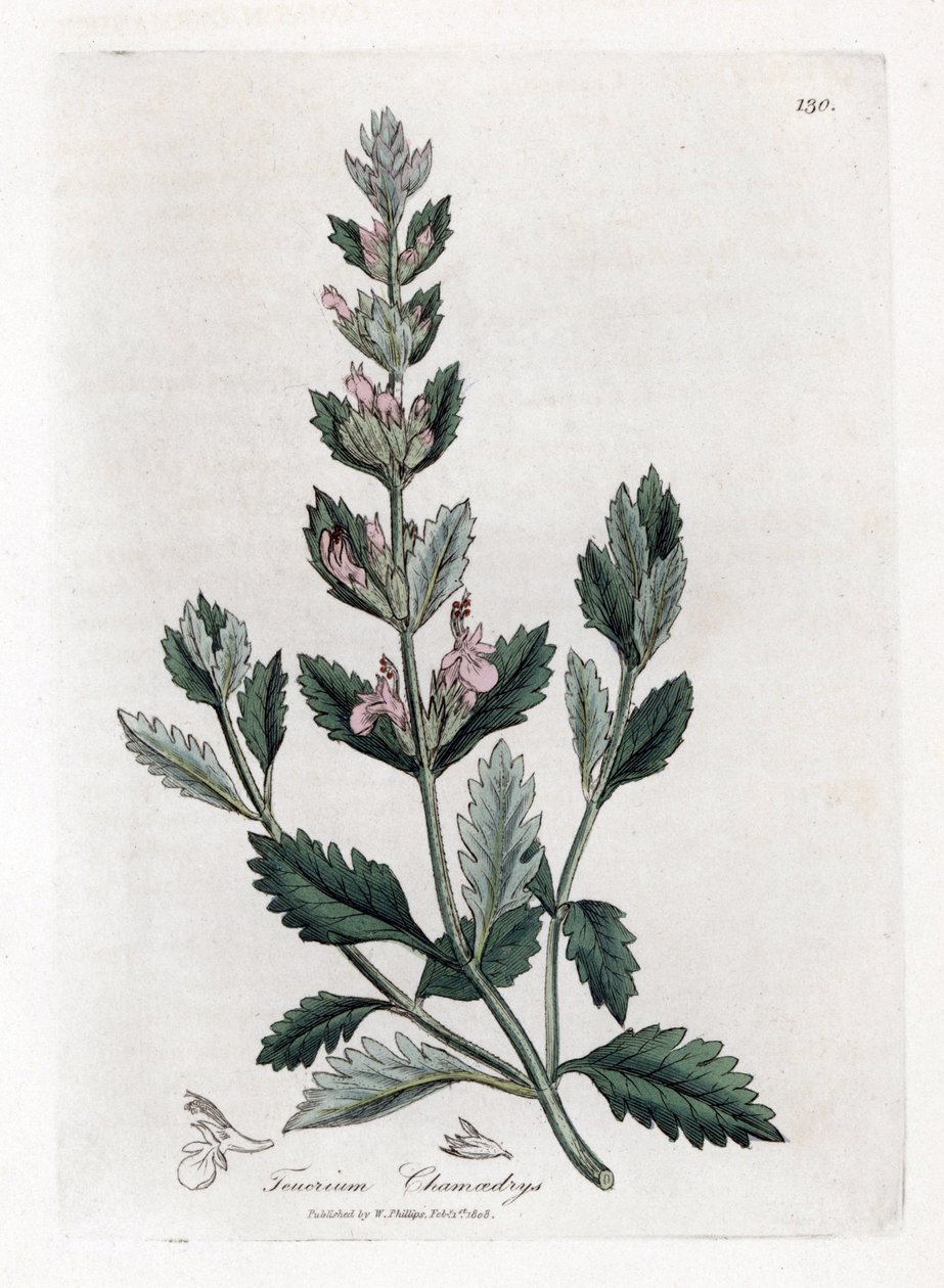 Germandree petit oak - Germandree comum, Teucrium chamaedrys. Gravura em chapa de cobre colorida à mão a partir de uma ilustração botânica de James Sowerby de William Woodville e Sir William Jackson Hooker