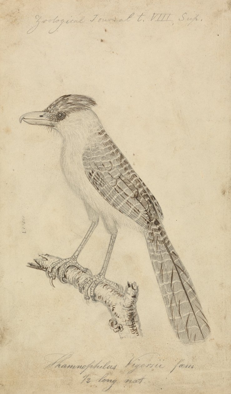 Antshrike Gigante de James Sowerby