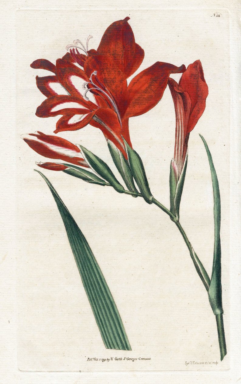 Glaieul cardinal - Litografia de James Sowerby (1757-1822), da revista Botanical de William Curtis (1746-1799) de James Sowerby