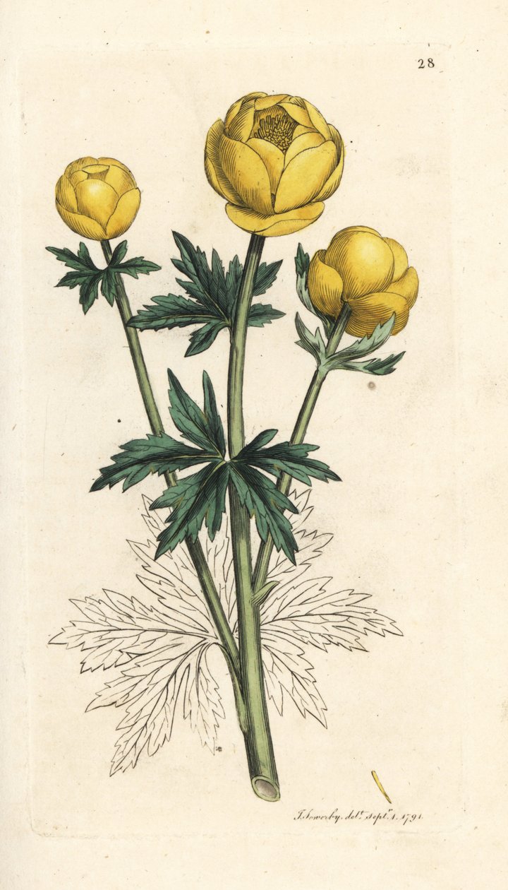 Flor globo, Trollius europaeus. Gravura em chapa de cobre colorida à mão depois de uma ilustração de James Sowerby, de James Smith
