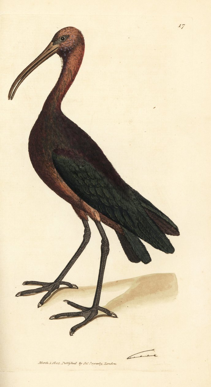 ibis brilhante, Plegadis falcinellus (Bay ibis, Tantalus falcinellus). Gravura em chapa de cobre colorida à mão por James Sowerby de The British Miscellany, ou figuras coloridas de novos, raros, ou pouco conhecidos exemplares de animais. de James Sowerby