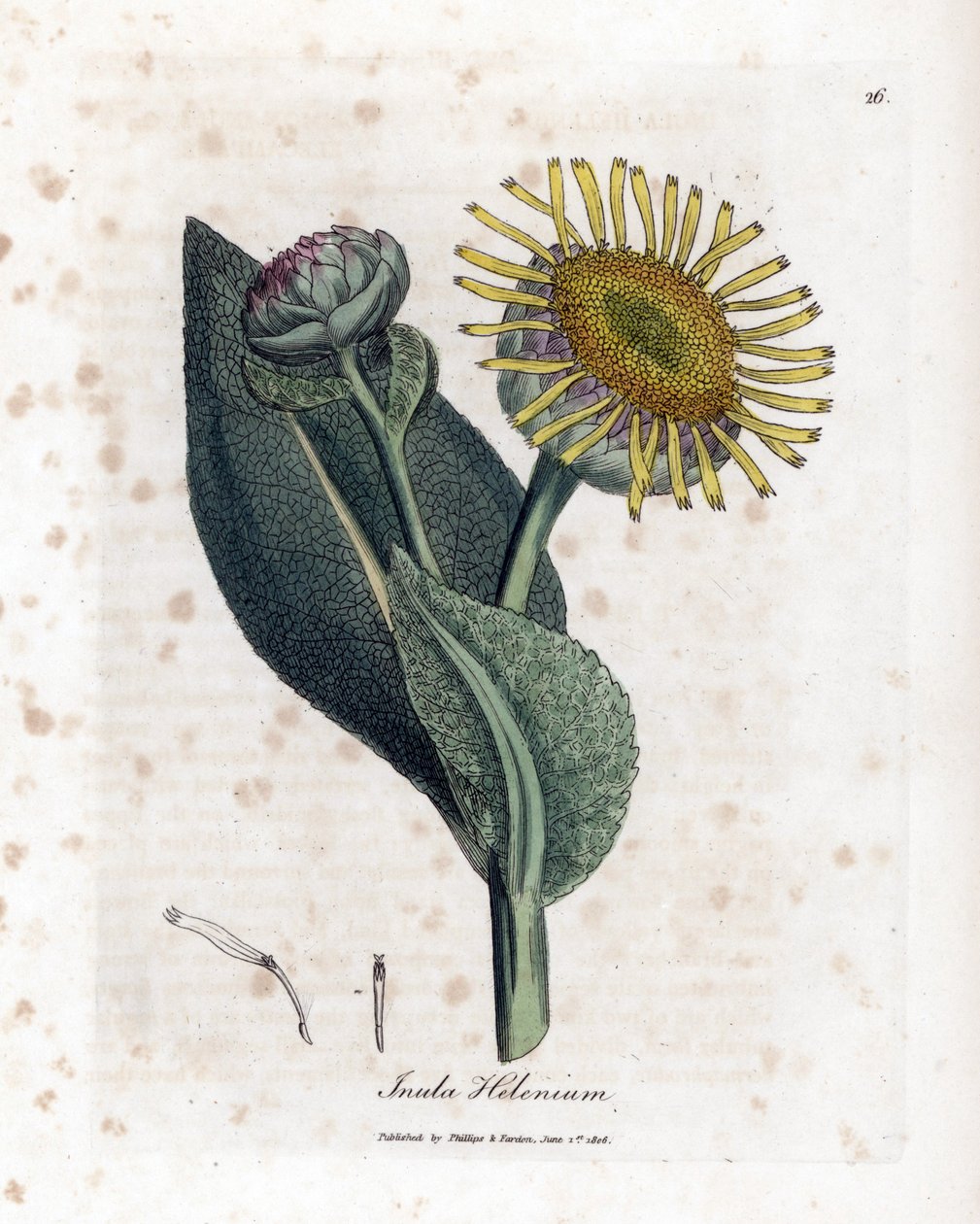 Grande Aunee - Elecampane, Inula helenium. Gravura em chapa de cobre colorida à mão a partir de uma ilustração botânica de James Sowerby de William Woodville e Sir William Jackson Hooker