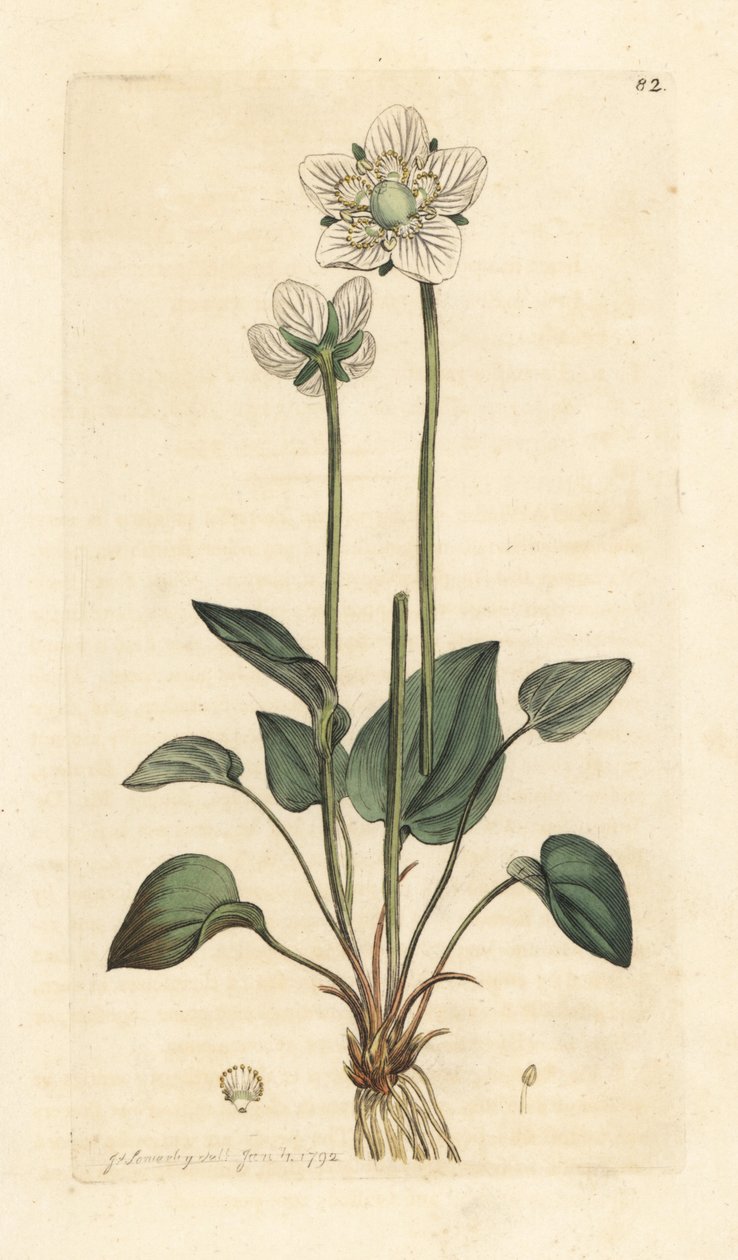 Grassy of Parnassus, Parnassia palustris Gravura em chapa de cobre colorida à mão depois de uma ilustração de James Sowerby, de James Smith