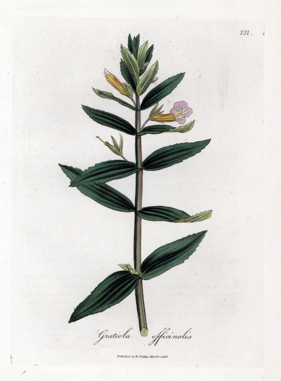 Gratiole officinale - Hedge-hyssop, Gratiola officinalis. Gravura em chapa de cobre colorida à mão a partir de uma ilustração botânica de James Sowerby de William Woodville e "Medical Botany" de Sir William Jackson Hooker, John Bohn, Londres de James Sowerby