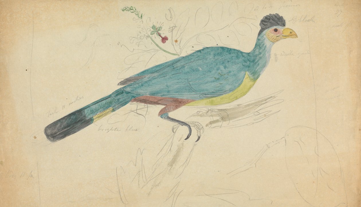 Grande Turaco Azul de James Sowerby