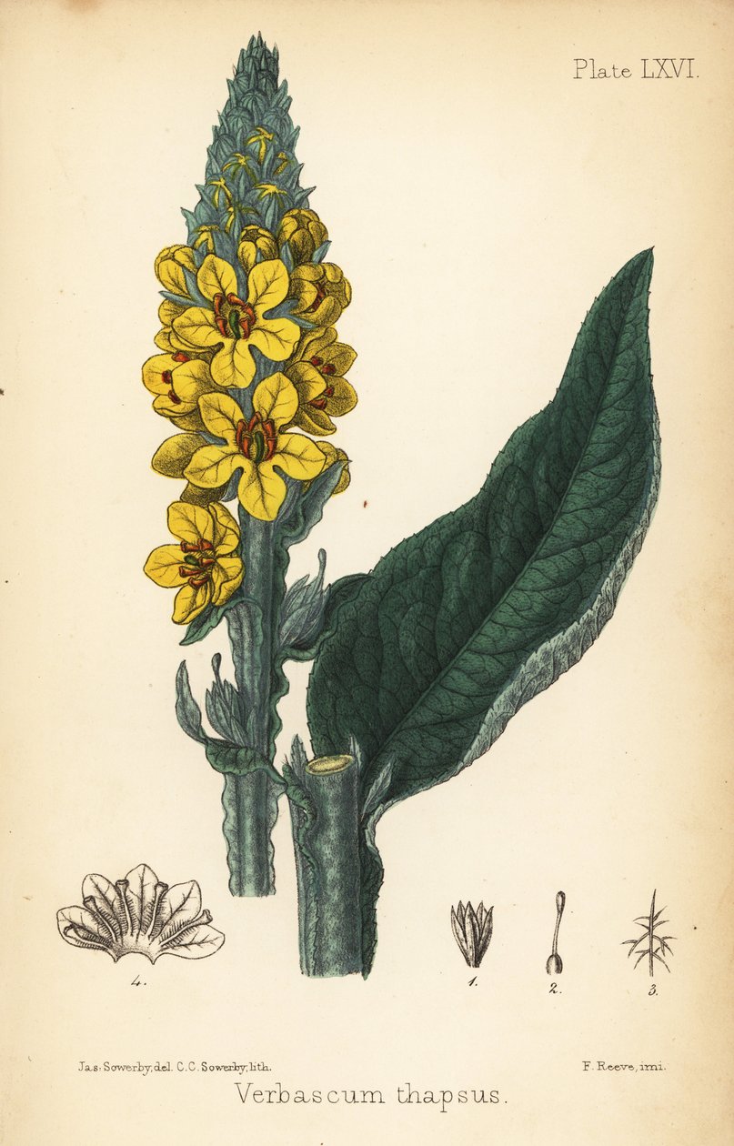 Grande mullein, Verbasum thapsus. Litografia colorida à mão por Charlotte Caroline Sowerby após uma ilustração de James Sowerby da Flora Homeopathica de Edward Hamilton, Bailliere, Londres de James Sowerby