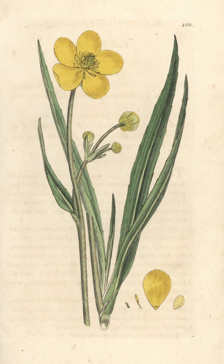 Grande arinca, Ranunculus lingua Gravura em chapa de cobre colorida à mão depois de uma ilustração de James Sowerby, de James Smith