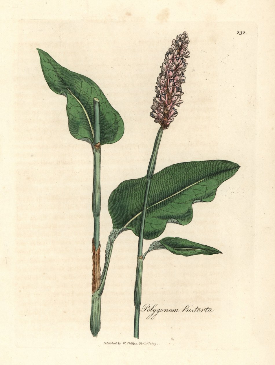 Bistorta de maior porte, Polygonum bistorta de James Sowerby