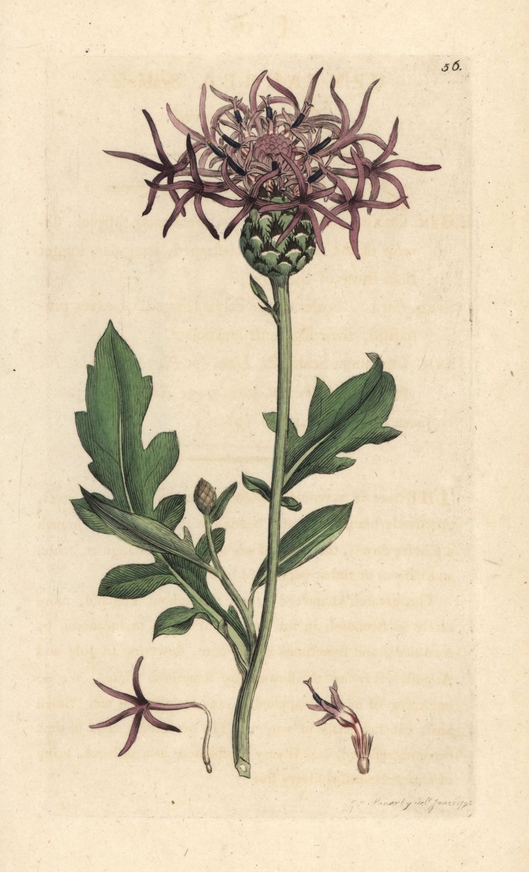 Greater knapweed, Centaurea scabiosa (Centauree scabieuse) Gravação em chapa de cobre colorida à mão depois de uma ilustração de James Sowerby da Botânica Inglesa de James Smith, Londres de James Sowerby