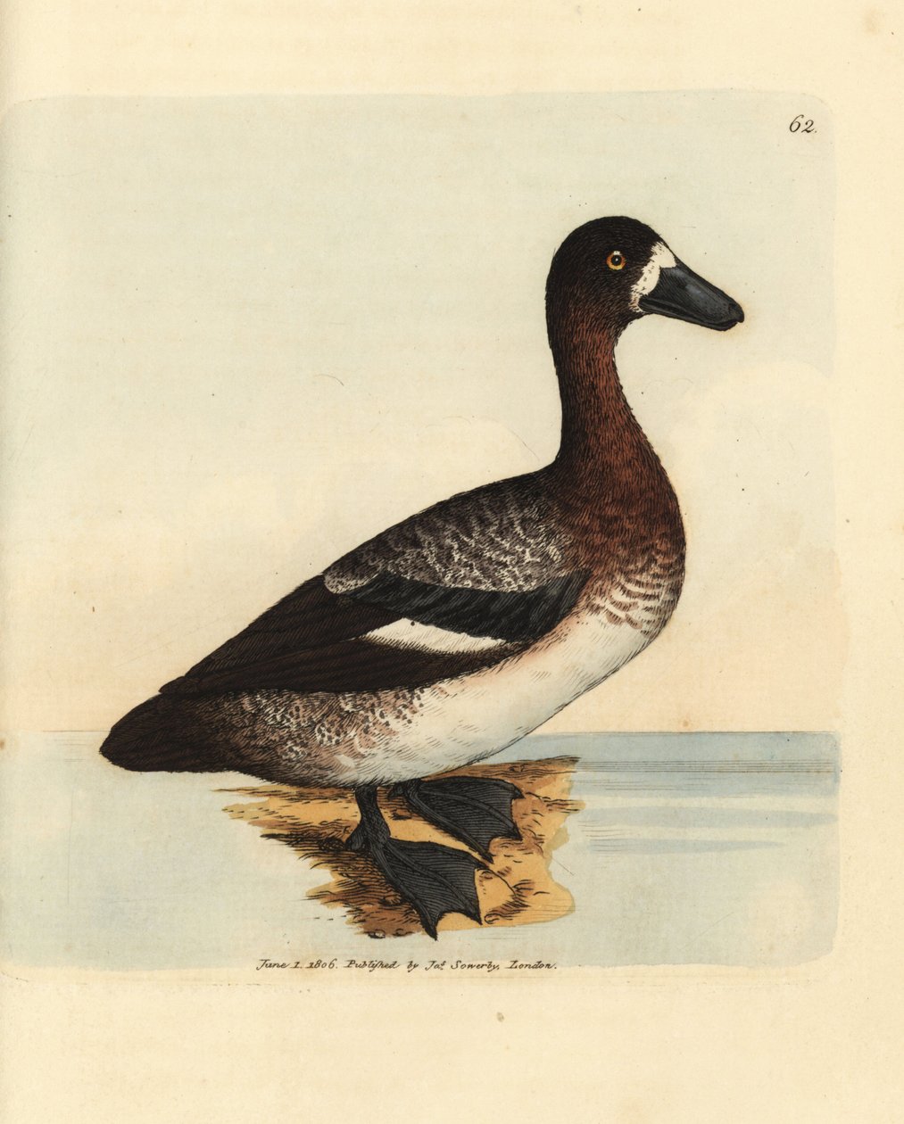 Grande pato scaup, Aythya marila, fêmea (Pato de cara branca, Anas fraenata). Gravura em chapa de cobre colorida à mão por James Sowerby de The British Miscellany, ou figuras coloridas de novos, raros ou pouco conhecidos súbditos animais. de James Sowerby