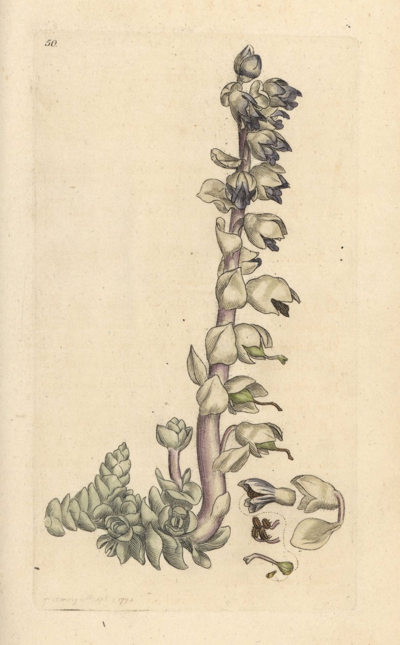 Cortina de dentes grande, Lathraea squamaria (Grande cardamina) Gravação em chapa de cobre colorida à mão depois de uma ilustração de James Sowerby de James Smith