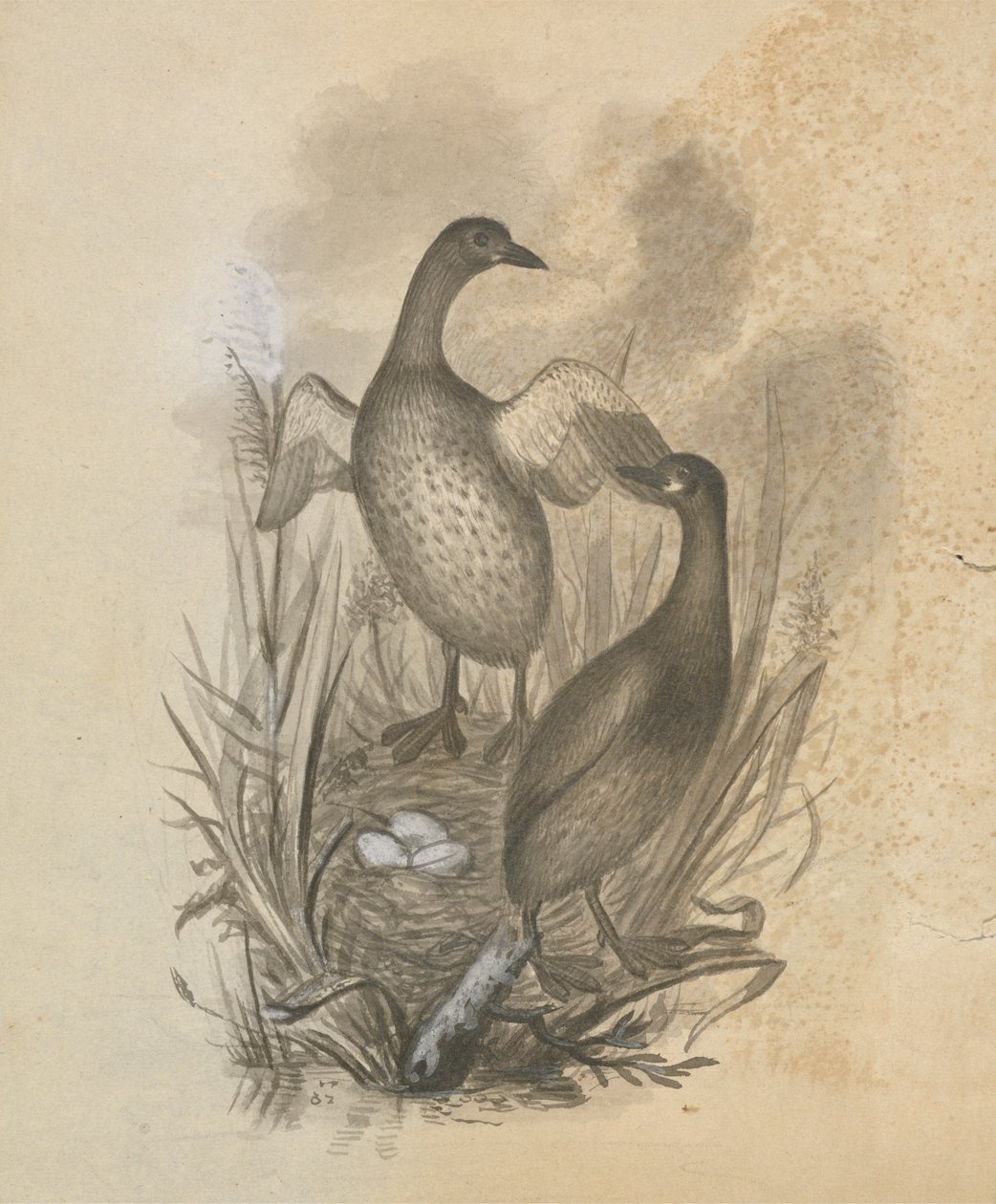 Grebes de James Sowerby