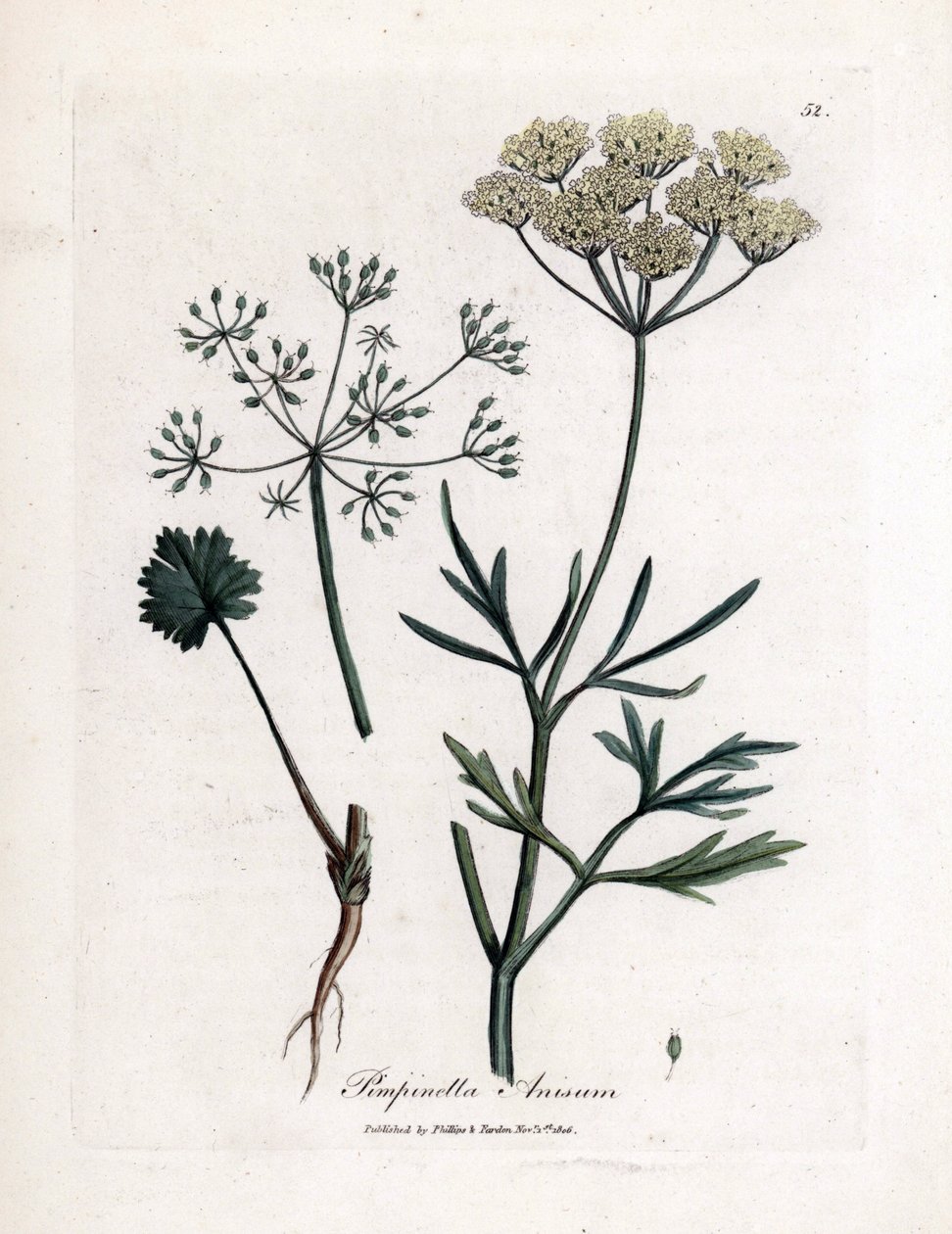 Anis verde (Pimpinella anisum). Gravura em cobre colorido à mão a partir de uma ilustração de James Sowerby. Excerto do livro de William Woodville e Sir William Jackson Hooker "Botanique medicinale" 1832. O incansável Sowerby (1757-1822) desenhou mais de de James Sowerby